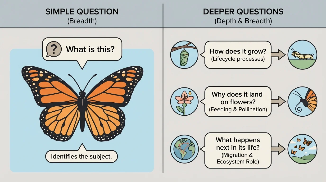 comparison chart with a simple butterfly question on one side and deeper follow-up questions asking how, why, and what happens next on the other side