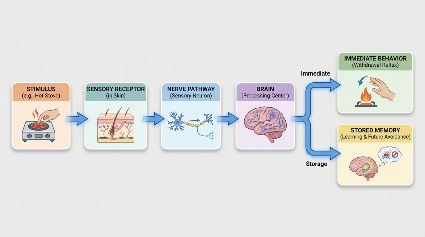 Flowchart showing a stimulus like a hot stove leading to a skin receptor, then a nerve pathway, then the brain, then two arrows branching to "immediate behavior" and "stored memory".