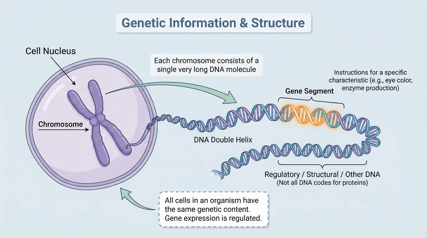Labeled diagram showing a cell nucleus, one chromosome, the unwound DNA double helix, and one highlighted gene segment on the DNA molecule