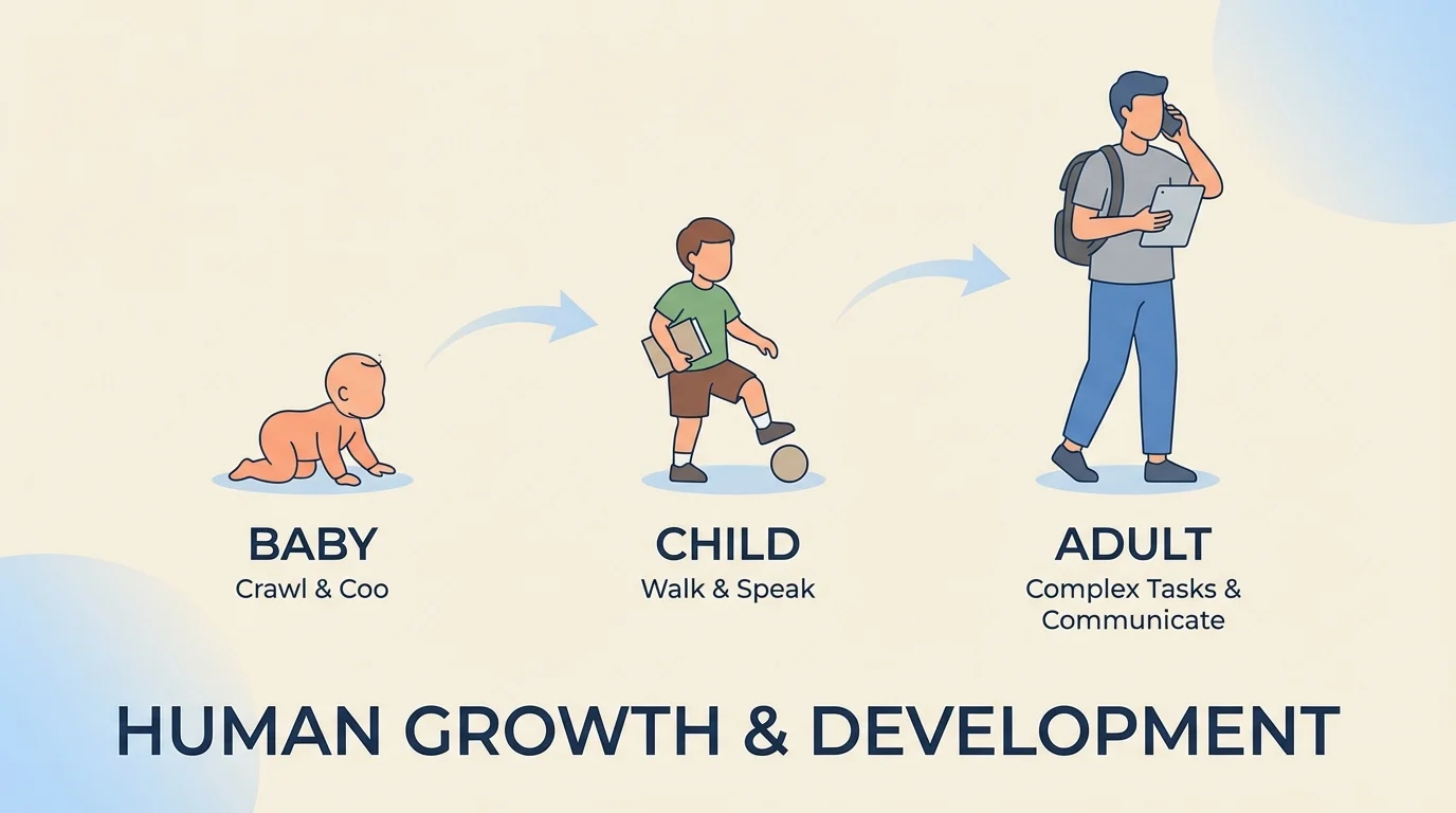 Sequence showing baby, child, and grown person with increasing size and ability
