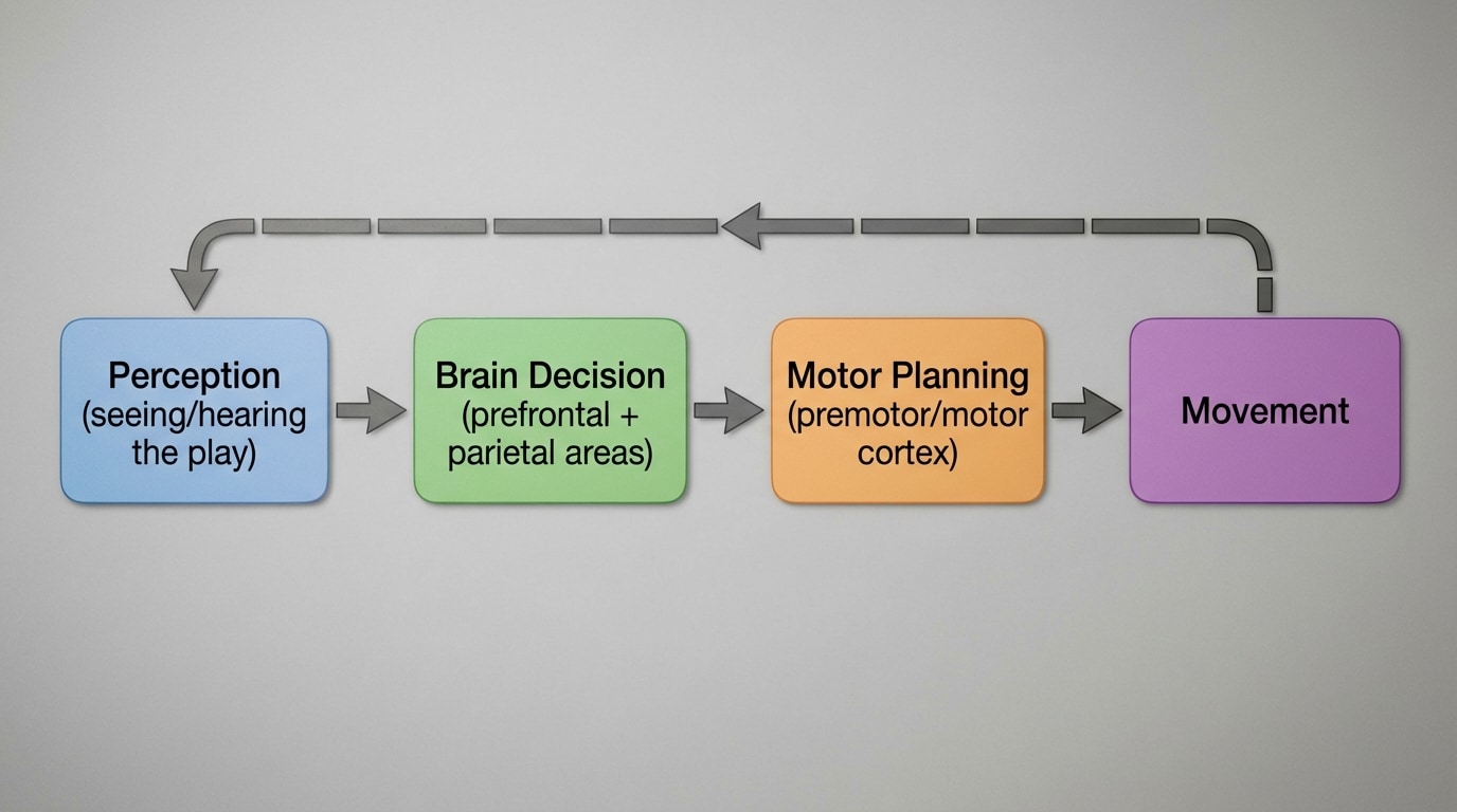 Flowchart showing boxes labeled “Perception (seeing/hearing the play)”, “Brain Decision (prefrontal + parietal areas)”, “Motor Planning (premotor/motor cortex)”, and “Movement”, with arrows from perception → decision → motor planning → movement, and feedback arrows from movement back to perception