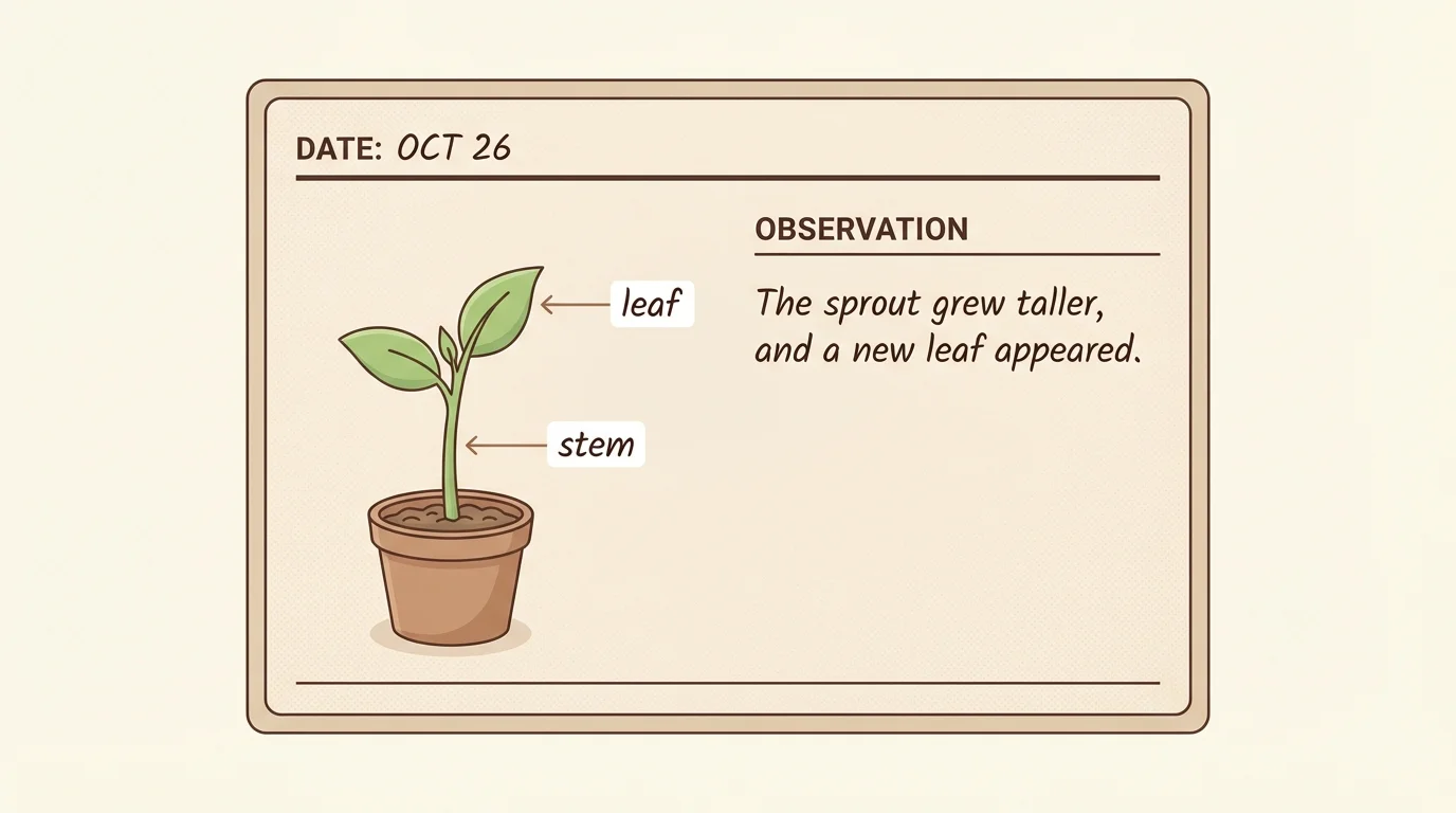 diagram of a simple plant observation page with date, sprout drawing, labels for leaf and stem, and a sentence about change