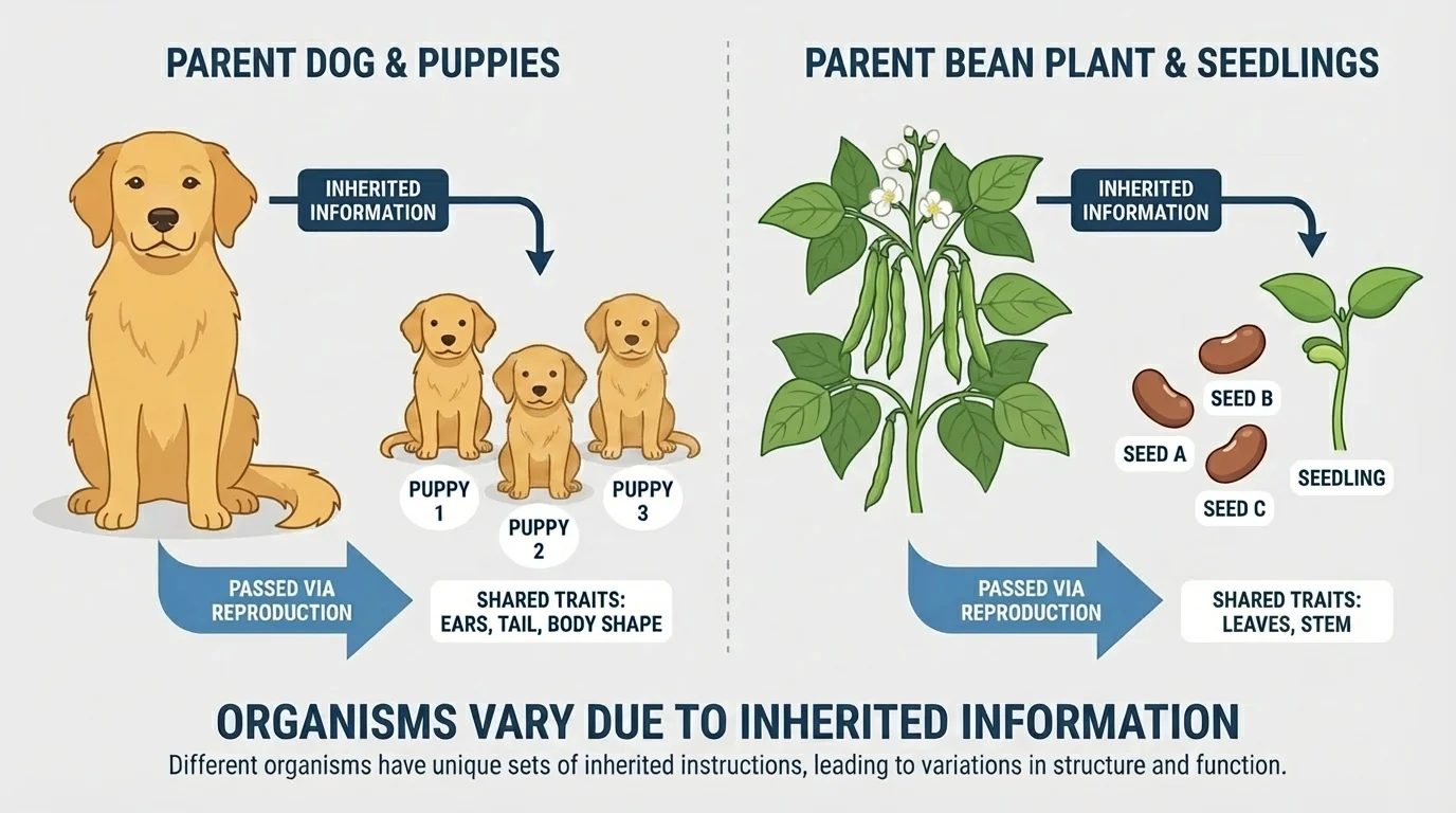 Parent dog and puppies, and parent bean plants with seeds and seedlings, with arrows showing inherited information passing from parents to offspring