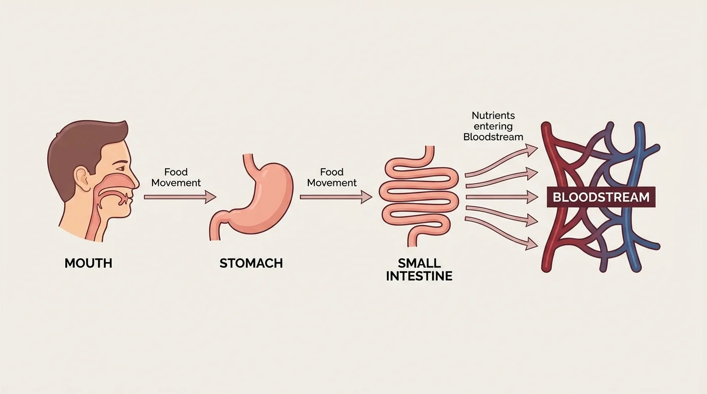 flowchart of digestion showing mouth to stomach to small intestine, with arrows for food movement and nutrients entering the bloodstream