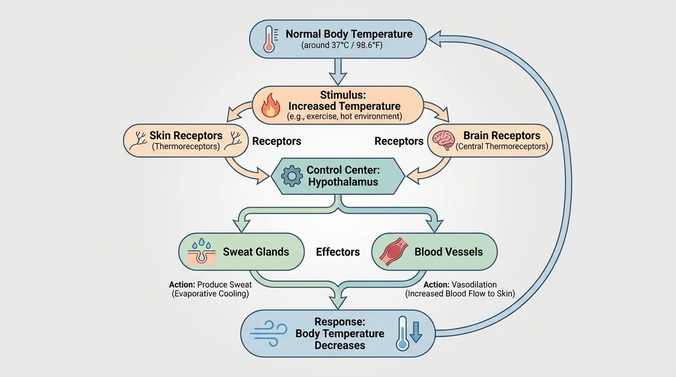 Labeled flowchart of body temperature regulation showing increased temperature detected by skin and brain receptors, hypothalamus as control center, sweat glands and blood vessels as effectors, and return toward normal temperature