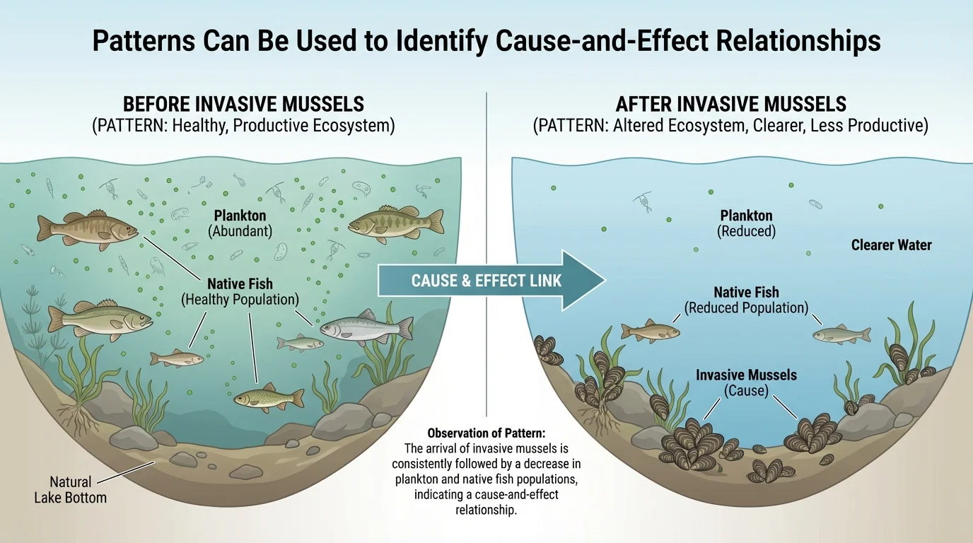 two-part lake ecosystem before and after invasive mussel arrival, showing more plankton and healthy native fish before, fewer plankton, clearer water, and reduced native fish after