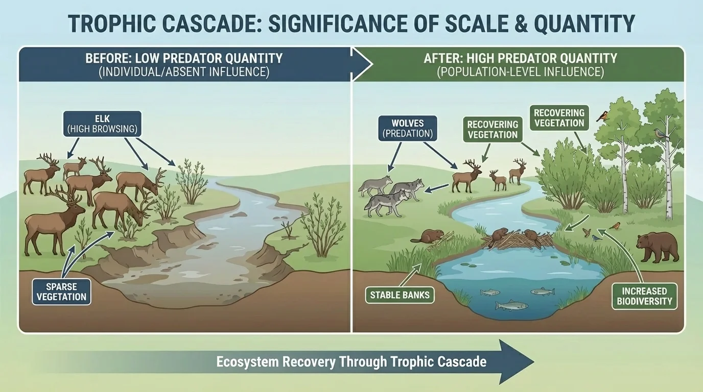 Trophic cascade showing wolves reducing elk browsing, vegetation recovering, stream banks stabilizing, and biodiversity increasing